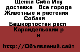 Щенки Сиба Ину доставка - Все города Животные и растения » Собаки   . Башкортостан респ.,Караидельский р-н